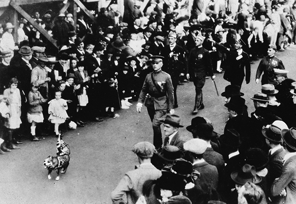Stubby leading a parade after the war