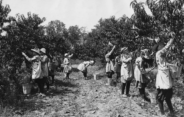 In time of World War I, American women take over the jobs left vacant by the men fighting on the war front. These farmerettes are harvesting a peach crop on farm near Leesburg, VA, in August 1917.