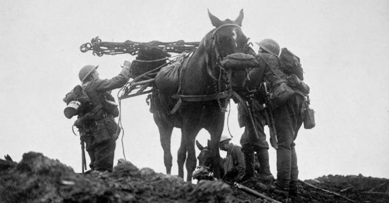  A pack horse with a gas mask being loaded up with wiring staples and other equipment during the battle of Pilckem Ridge. 