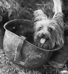 Smoky (c. 1943 – 21 February 1957). Photo Credit
