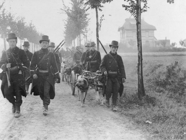 Belgian troops, with machine-guns pulled by dogs, photographed during the Battle of the Frontiers.