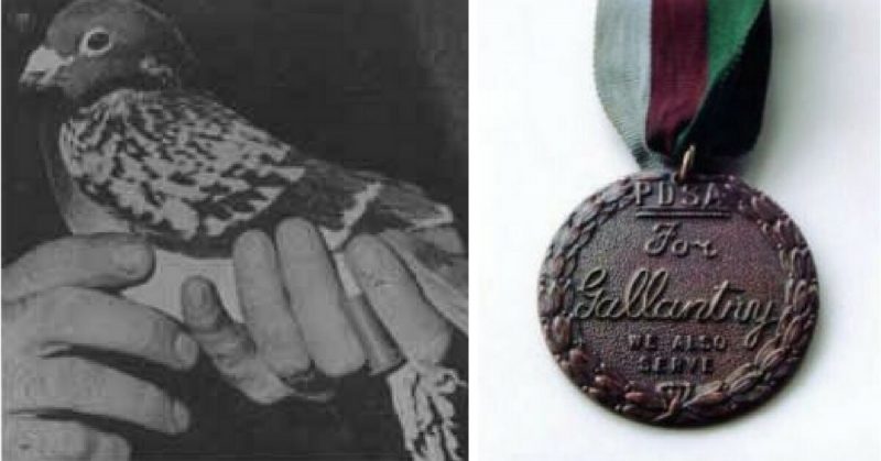 Left: Beachcomber. Right: The Dickin Medal
