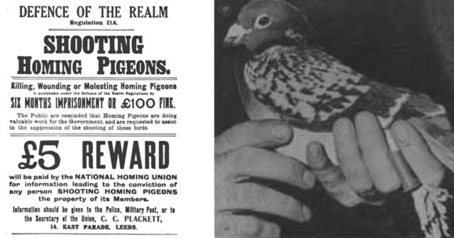 British WW1 poster regarding the killing of war pigeons being an offence under Regulation 21A of the Defence of the Realm Act