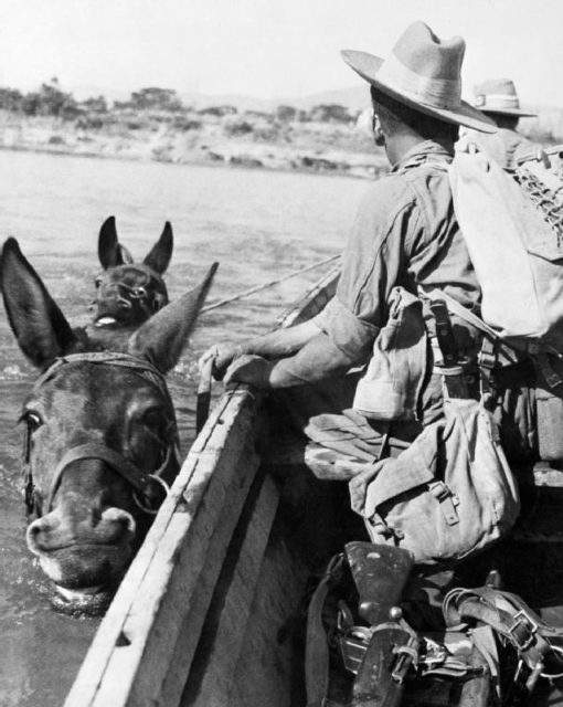 Gurkhas hold onto their mules as they swim across the Irrawaddy River during the advance towards Mandalay, January 1945.