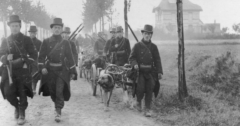 Belgian Carabiniers with dog drawn machine gun carts move up to oppose the advancing German Army during the retreat to Antwerp, 20 August 1914.