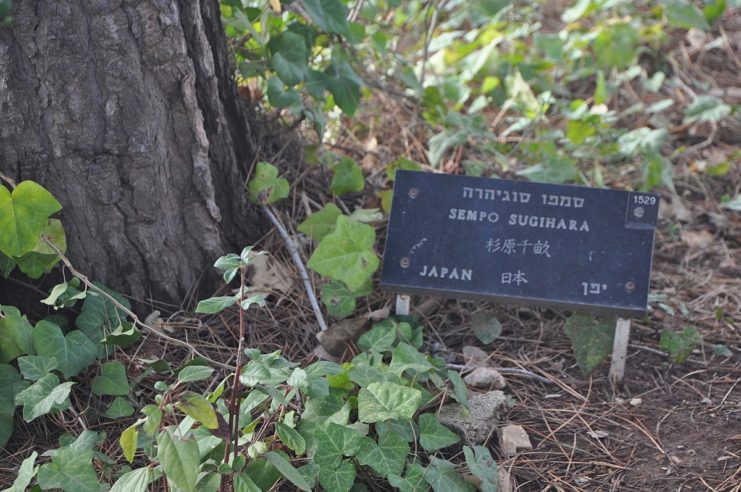 Chiune “Sempo” Sugihara’s plaque in the garden at Yad Vashem, Jerusalem. By Yoshi Canopus – CC BY-SA 4.0