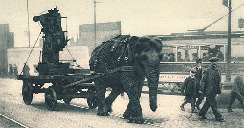 During World War I, elephants pulled heavy equipment. 