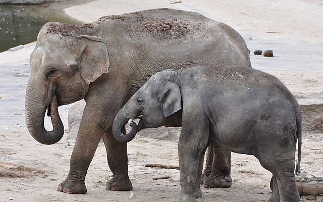 Elephants at the Cologne Zoological Garden CC BY 2.0 Marco Verch