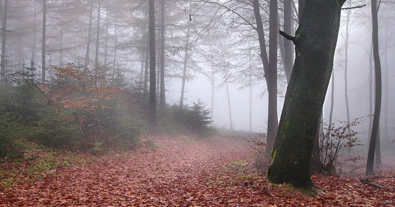 The Teutoburg Forest on a foggy and rainy day. Nikater - GFDL