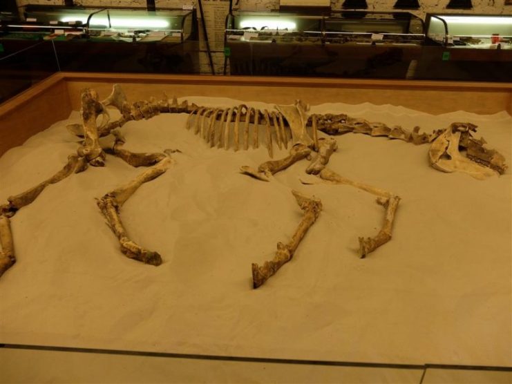 The remains of a horse, dug up on the battlefield are displayed in the museum.