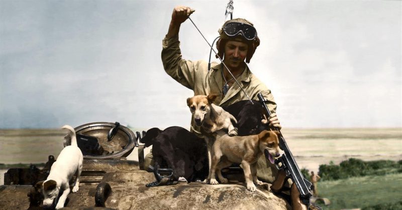 On hand to greet their master when he returned from the front lines on Okinawa were these puppies, Nansi, Shoto, Sake, Zero, Banzai, and Okinawa. They present a housing problem to Marine tankman Private Bruce Rutherford, of Bristol, Tenn. Paul Reynolds / mediadrumworld.com