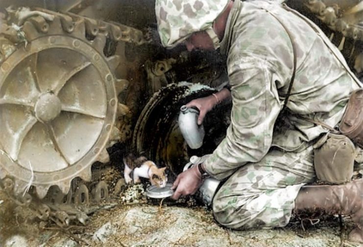 A camouflaged Marine, one of the initial invaders of Tarawa, shares his water with a kitten in the shade of a wrecked tank after cessation of hostilities. Royston Leonard / mediadrumworld.com