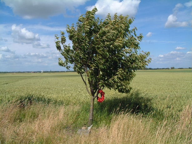 The Lone Tree