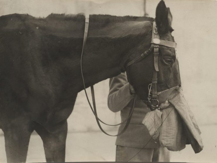 U.S. Army gas mask for horses and mules