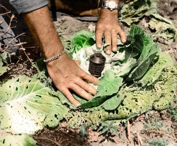This explosive device was concealed in a head of cabbage on Okinawa. Such booby traps were prevalent and highly dangerous. April 1945. Paul Reynolds / mediadrumworld.com