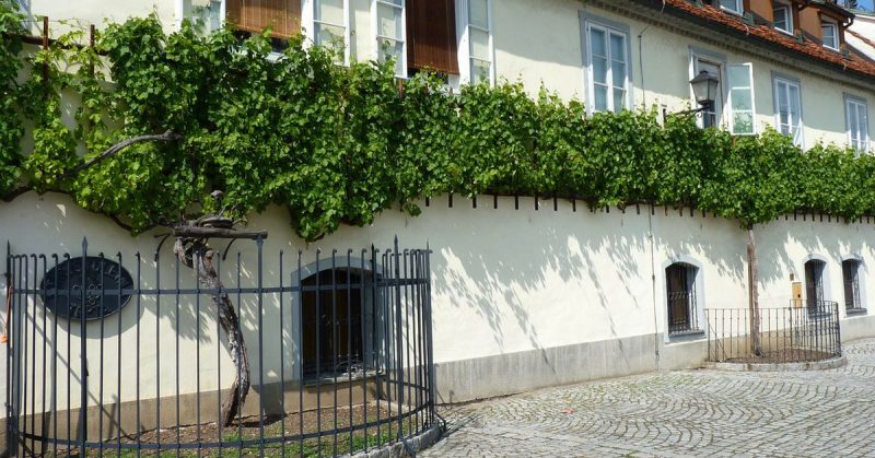 House of the oldest grapevine in the world, in Maribor is also the world's oldest living grapevine. The grapevine is about 440 years old. Photo: Dudva / CC-BY-SA 3.0