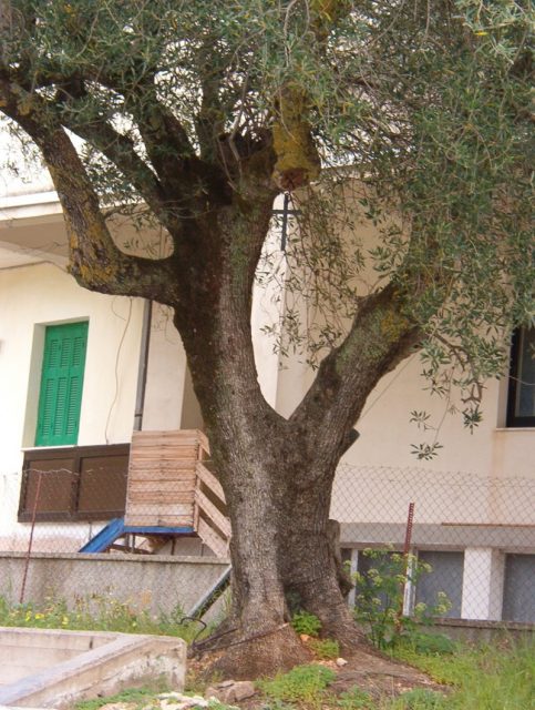 Tree with inverted cross. The Germans hanged the Pope’s son for not giving information on the partisans