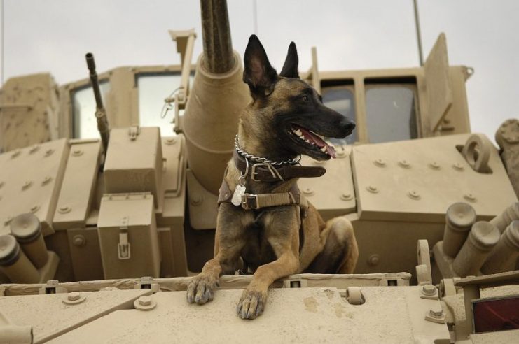USAF Belgian Malinois named Jackson on a M2A3, Iraq, 2007.