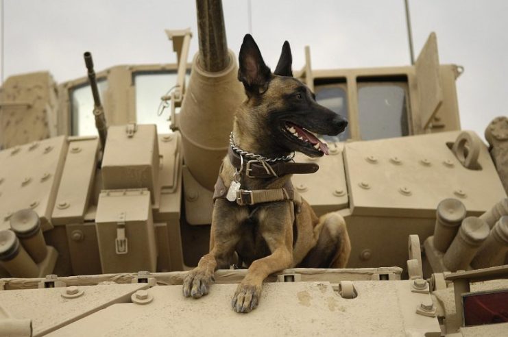 USAF Belgian Malinois named Jackson on a M2A3, Iraq, 2007.