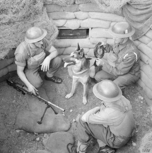 Lewis machine gun crew of the British Eastern Command, date unknown; note ammunition carrier dog ‘Mark’