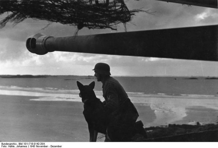 German soldier and war dog beneath a coastal gun, France, winter 1943. Photo: Bundesarchiv.