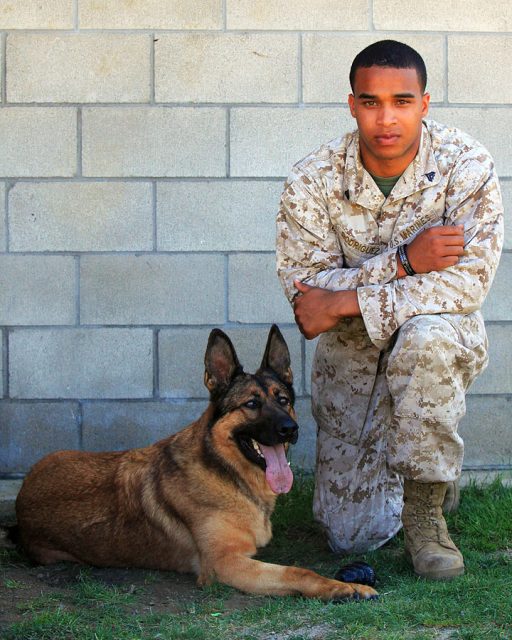 Lucca (Dickin Medal recipient) with her handler, Cpl Juan M Rodriguez