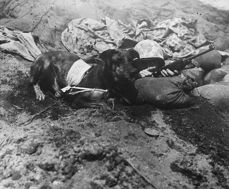 US Marine Corporal Virgil W. Burgess gave his dog Prince instructions on which foxhole to carry a message to, Iwo Jima, 19 February 1945