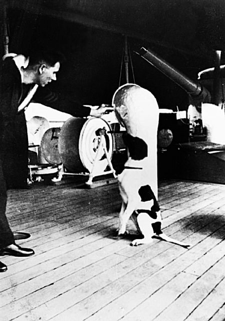 Judy sits up and listens to a sailor’s commands on the deck of HMS Grasshopper. She was the only animal to have been officially registered as a Japanese prisoner of war