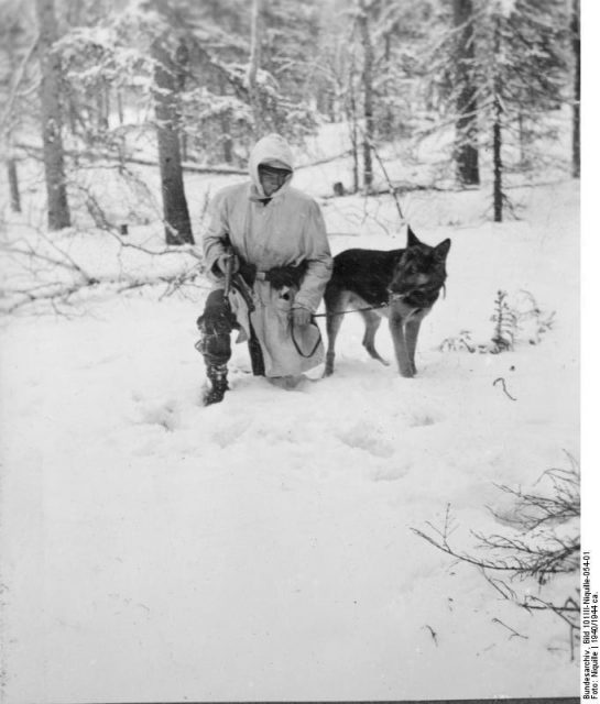 German Waffen-SS soldier training a dog in snow, Norway, 1940-1944. Photo: Bundesarchiv.