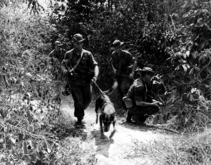 A scout dog leading a patrol in a search for the Vietcong.