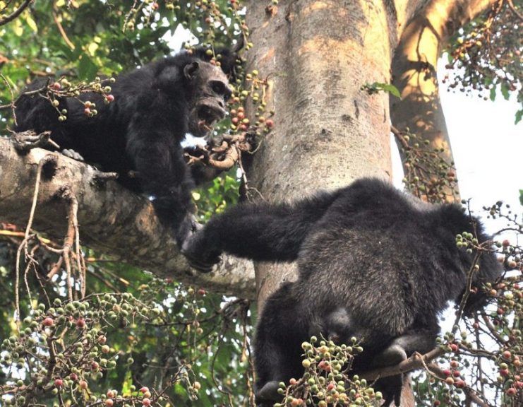 Adult chimps. Photo: Caelio / CC-BY-SA 3.0