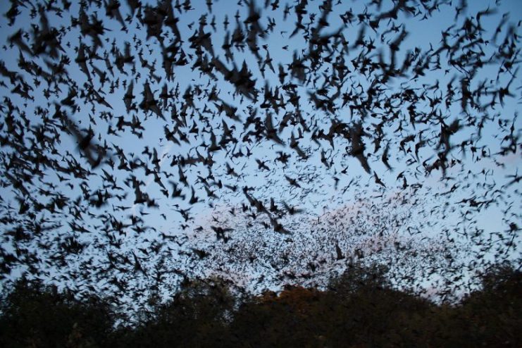 Mexican free-tailed bats exiting Bracken Bat Cave