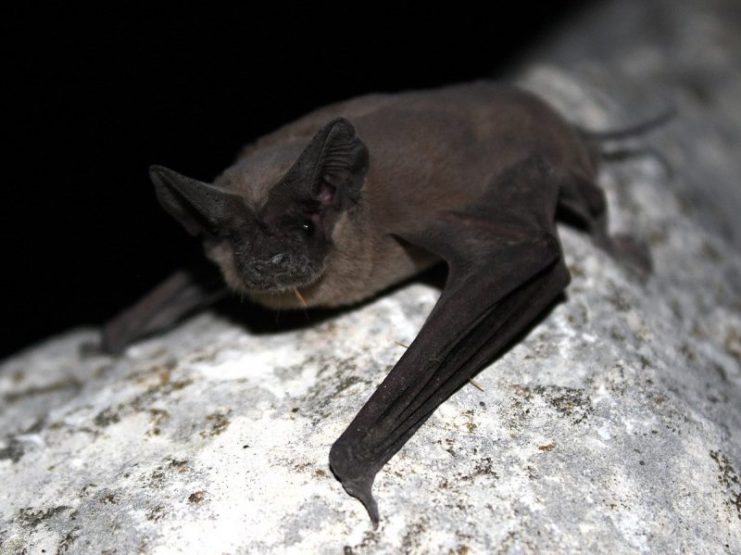 Tadarida brasiliensis, Mexican Free-tailed Bat