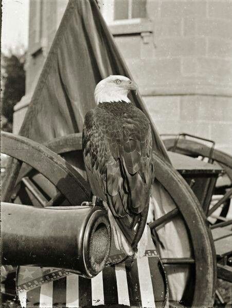 Old Abe, the Screaming War Eagle of the Wisconsin 8th Infantry.