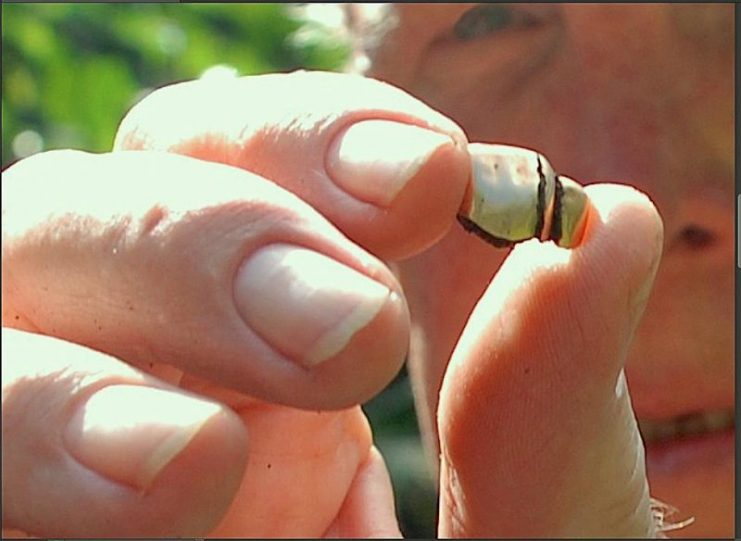 Retired University of Maine at Presque Isle professor Anderson Giles holds up a gold tooth he discovered at a World War II crash site; the tooth may belong to a famous Japanese admiral who died at the site. (Photo courtesy of Patricia Trowbridge)