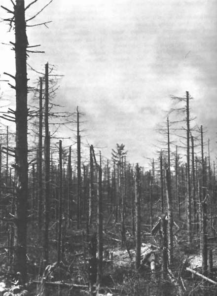 Artillery-damaged trees during the Battle of Hürtgen Forest.