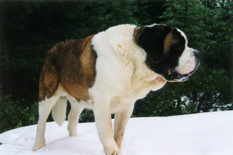 Image of a Saint Bernard. By Sloberdog CC BY 2.5