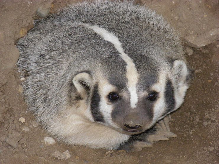 An adult female (sow) American badger.Photo: Jonathunder CC BY-SA 3.0