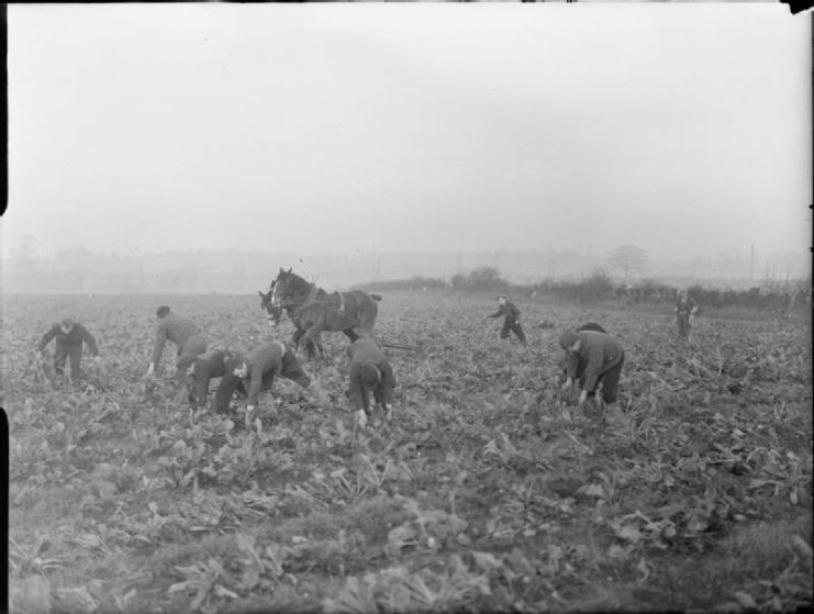 German Prisoners of War in Britain- Everyday Life at a German POW Camp, UK, 1945