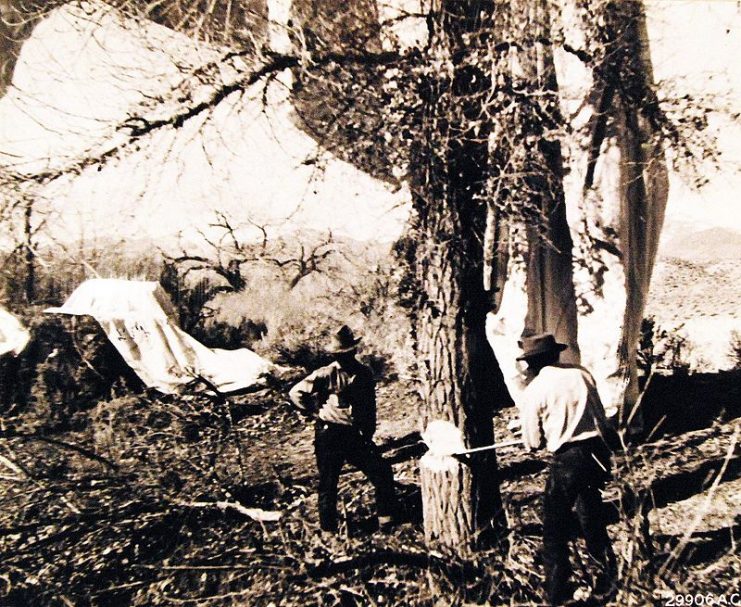 Japanese balloon, Fu-Go, with bombs attached. Native Americans chop down a tree to get a Japanese balloon which landed harmlessly near Nixon, Nevada, March 29, 1945.