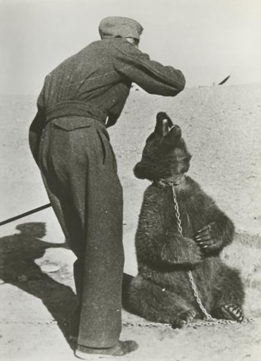 Polish Soldier in Iran with Wojtek bear.1942