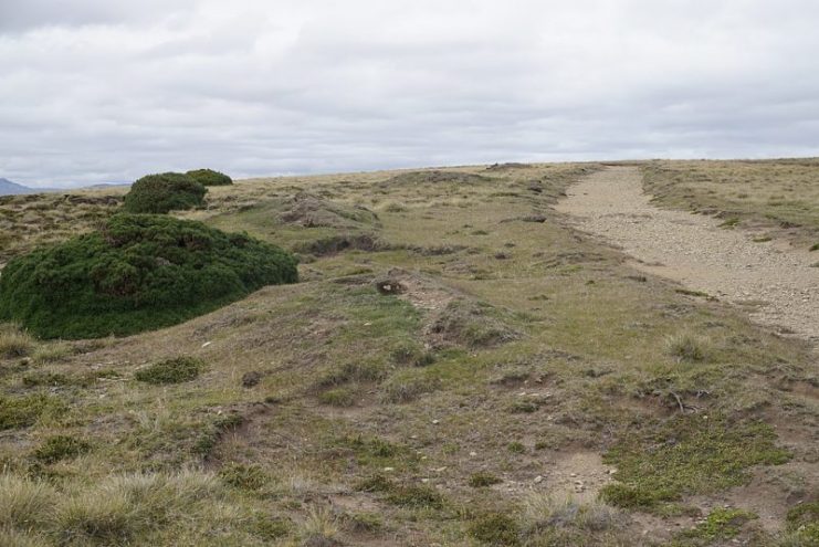 Remnants of Argentine defensive positions along gorse hedge on Darwin Hill.Photo Farawayman CC BY-SA 4.0