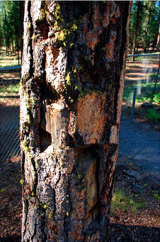 A tree northeast of Bly shows shrapnel damage from a Japanese balloon bomb during World War II. The blast killed six people who were the only deaths on the lower 48 United States from enemy action during the war.Photo: Gary Halvorson