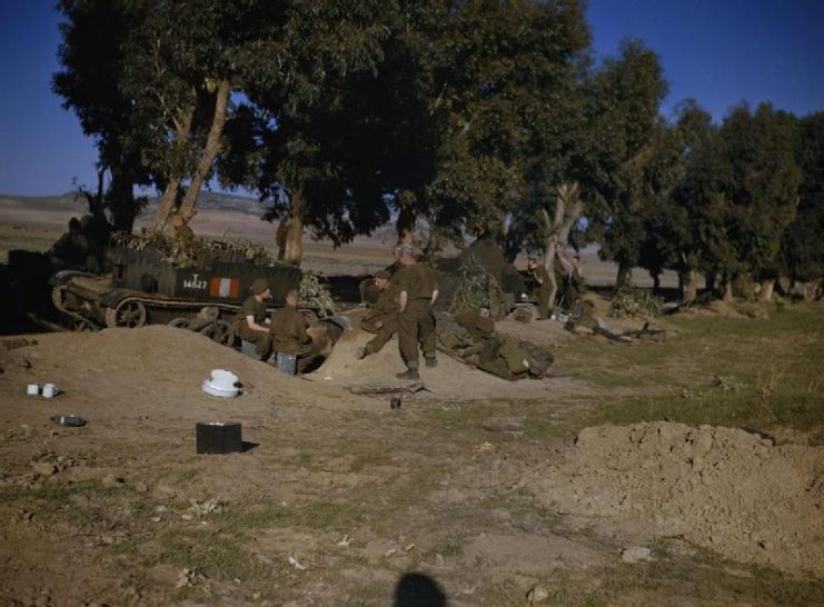 The British Army in North Africa, January 1943 Under cover of trees, men of a reconnaissance unit of the 78th Division rest by their Bren carriers and scout cars.