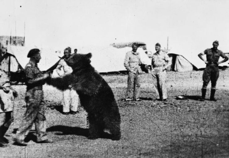 Troops of the Polish 22 Transport Artillery Company (Army Service Corps, 2nd Polish Corps) watch as one of their comrades play wrestles with Wojtek (Voytek) their mascot bear.