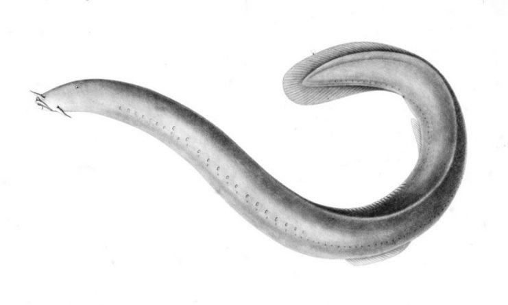 Drawing of Eptatretus polytrema (Hagfish)