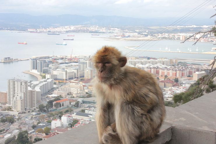 Barbary Macaques at Prince Ferdinand’s Battery, Gibraltar. By Harry Mitchell CC BY-SA 3.0