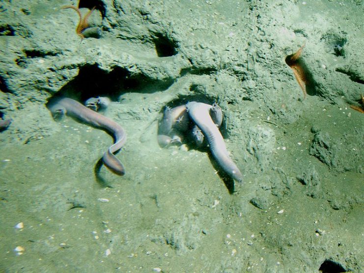 Pacific hagfish at 150 m depth, California, Cordell Bank National Marine Sanctuary