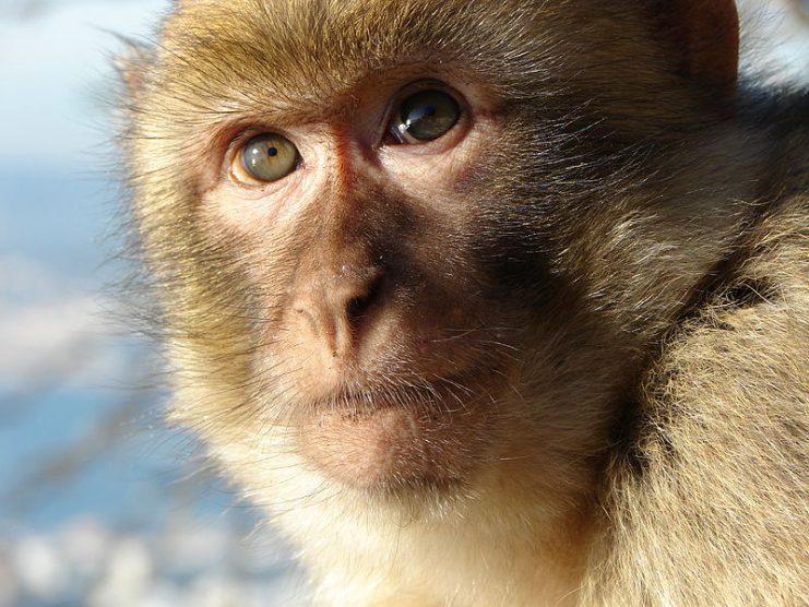 This young Barbary macaque is part of a group of 25 to 70 individuals from several different monkey families in Gibraltar. By RedCoat CC-BY-SA-2.5