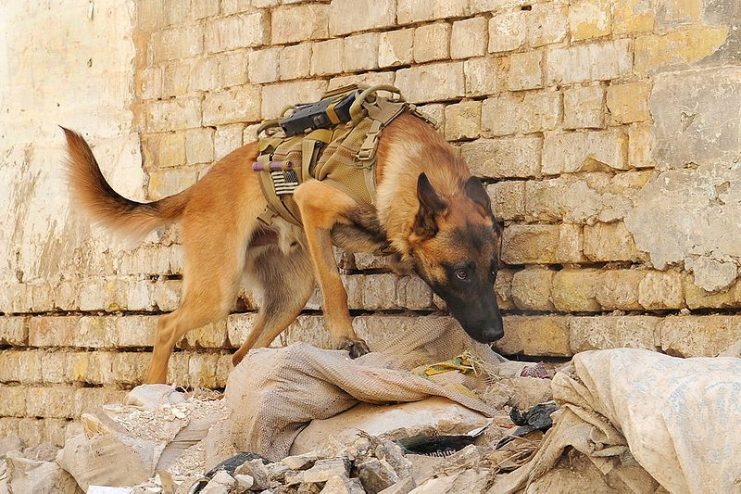 U.S. Army military working dog searches among rubble and trash outside a target building in Rusafa, eastern Baghdad, Iraq.